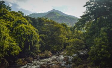 river, forest, nature, stream, trees, mountain, landscape, woods, scenery, water, kerala, wayanad, kakkadampoyil, wayanad, wayanad, wayanad, wayanad, wayanad