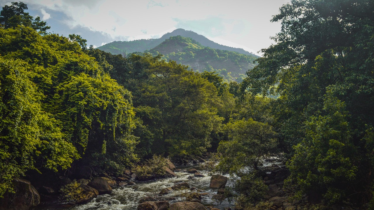 river, forest, nature, stream, trees, mountain, landscape, woods, scenery, water, kerala, wayanad, kakkadampoyil, wayanad, wayanad, wayanad, wayanad, wayanad