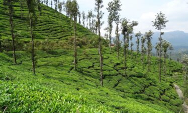 tea garden, tea, plant, plantation, estate, kelagur, chikmagalur, karnataka, india, green tea, chikmagalur, chikmagalur, chikmagalur, chikmagalur, chikmagalur