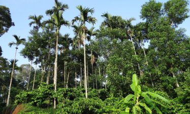Coorg Tour