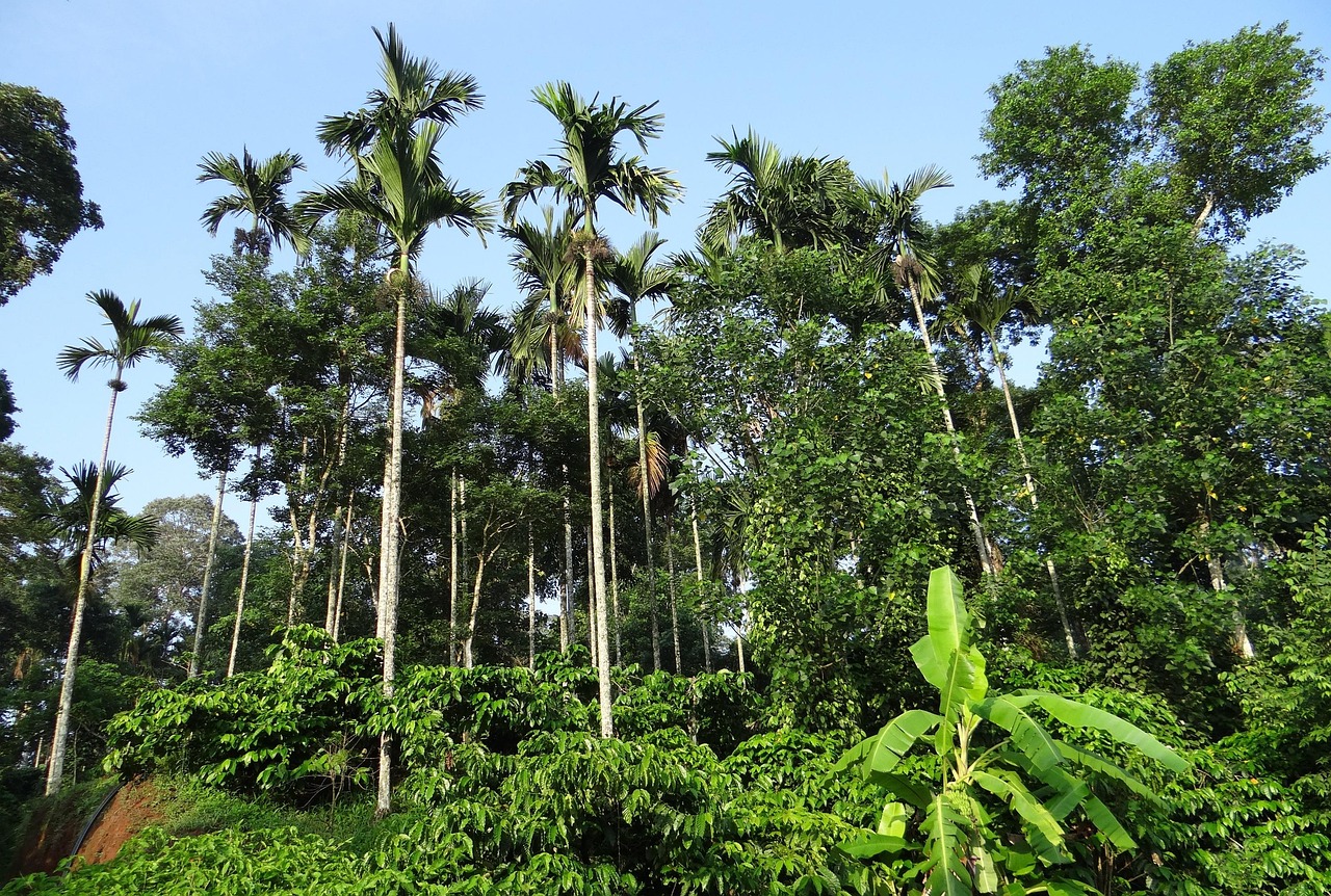 Coorg Tour