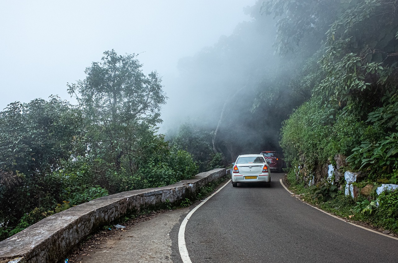 morning, fog, mystical, mood, late summer, forest path, nature, trees, forest, mysterious, mysticism, hope, hiking, ooty, rest, silent, peaceful, cloud, chill, ghat road, narrow road, magical, coonoor, winter, cold, romantic, ooty, ooty, ooty, ooty, ooty