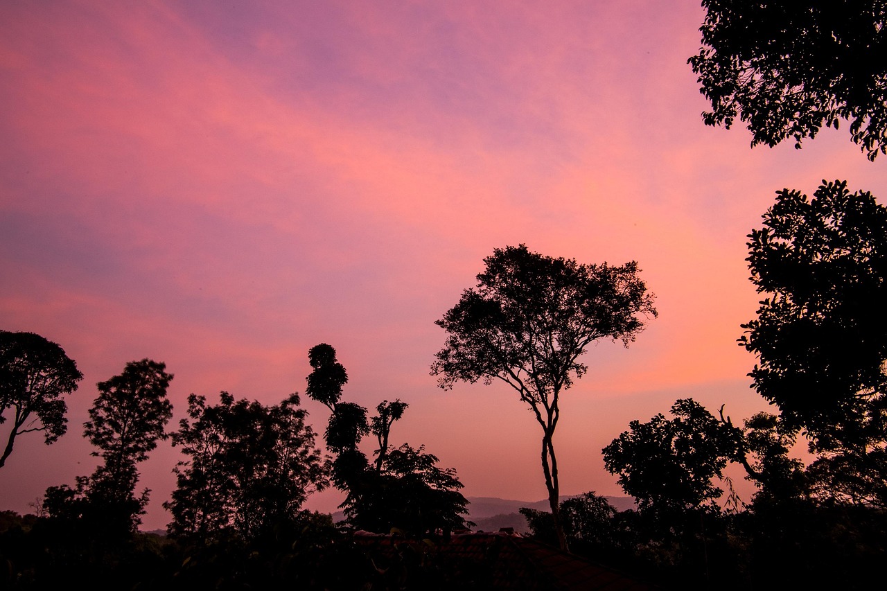sunset, coorg, karnatka, pink, coffee, poetry, cake, romantic, happy birthday, dusk, coorg, coorg, coorg, coorg, coorg