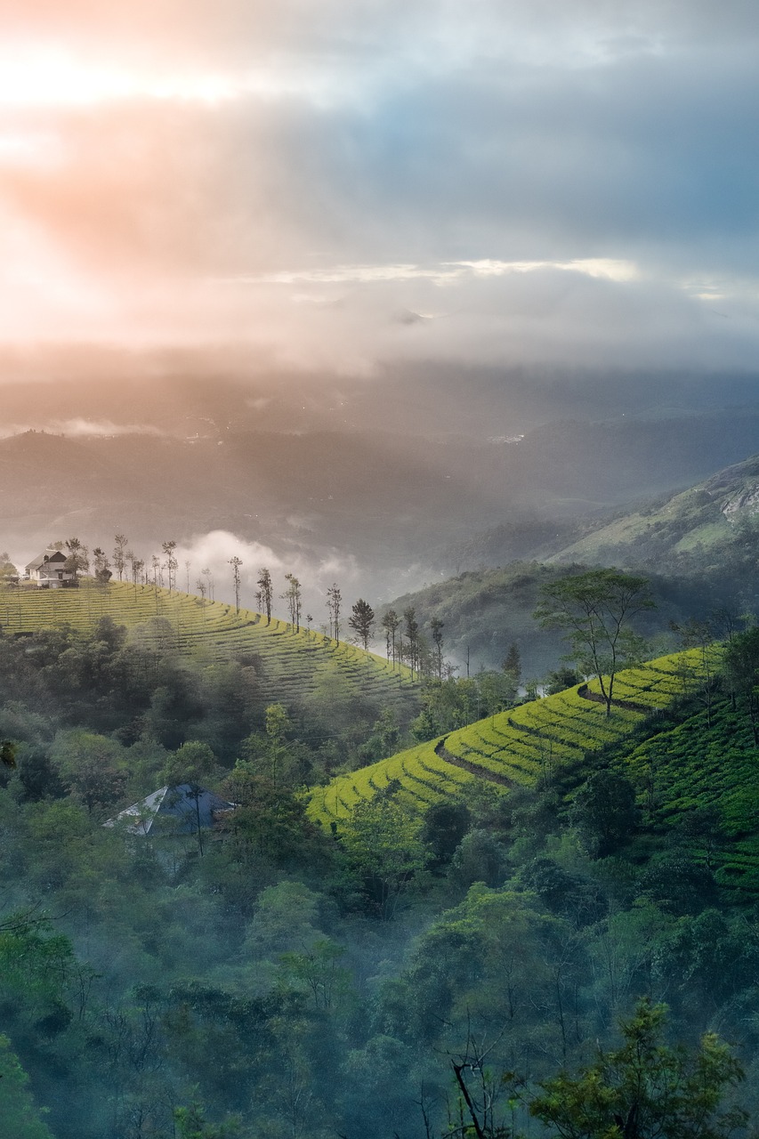 Munnar Tour