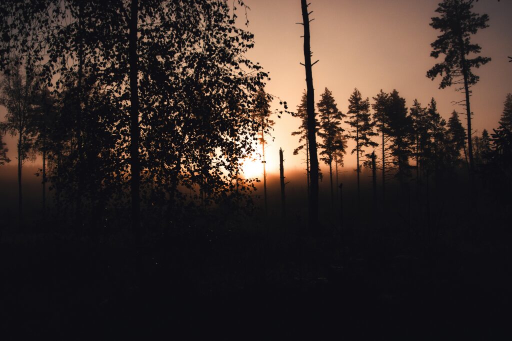 A serene scene of a sunset casting silhouettes in a tranquil forest.