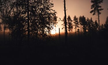 A serene scene of a sunset casting silhouettes in a tranquil forest.