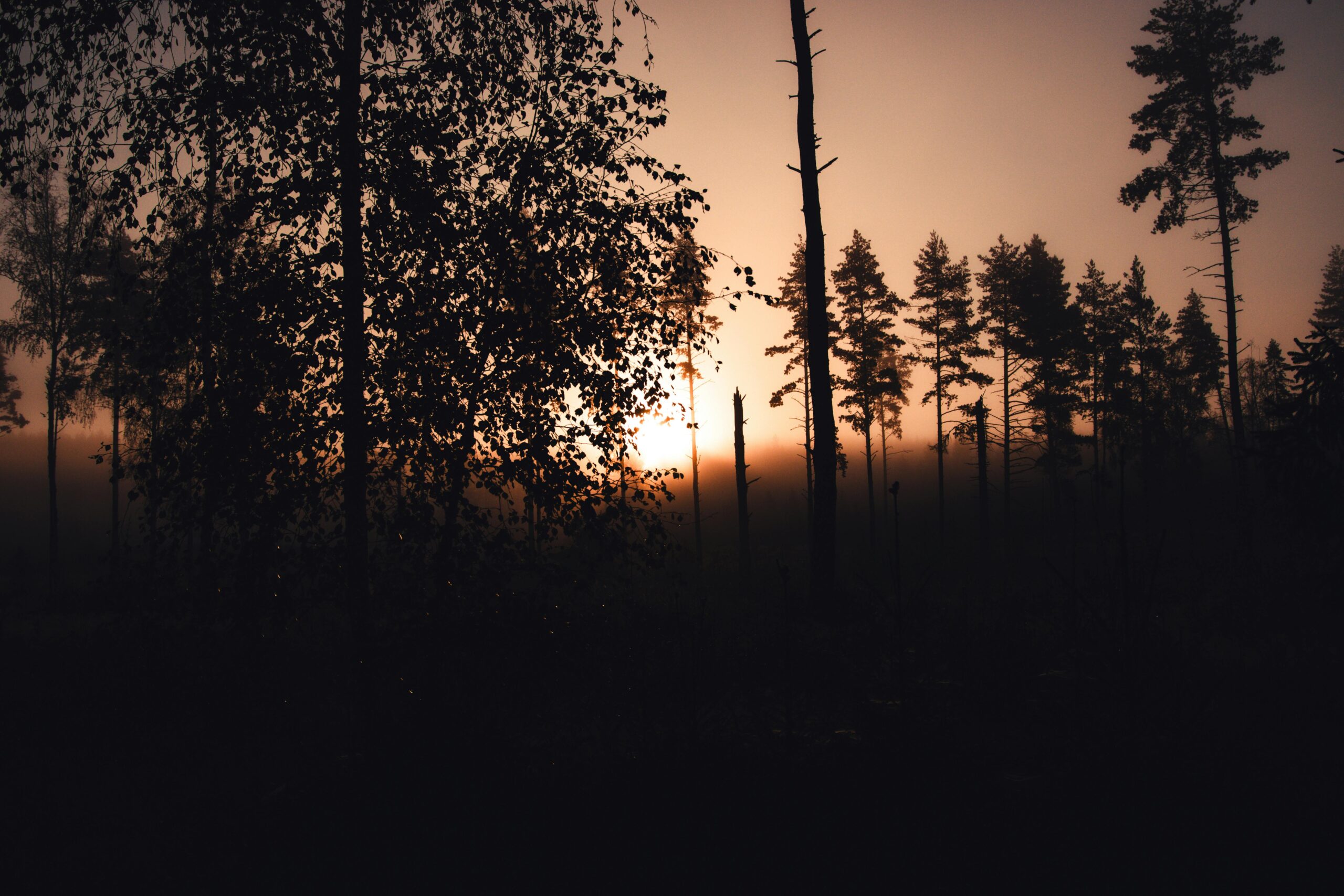A serene scene of a sunset casting silhouettes in a tranquil forest.