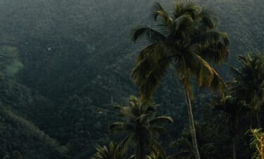 Serene view of lush jungle and tall palm trees in Kerala, India, showcasing natural beauty.