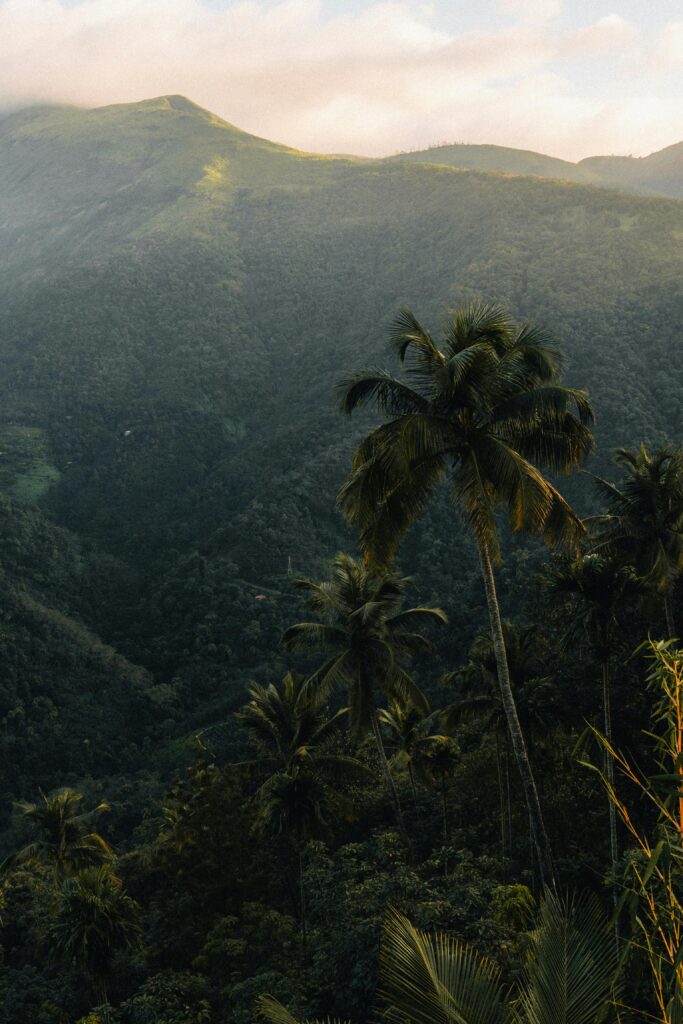 Serene view of lush jungle and tall palm trees in Kerala, India, showcasing natural beauty.