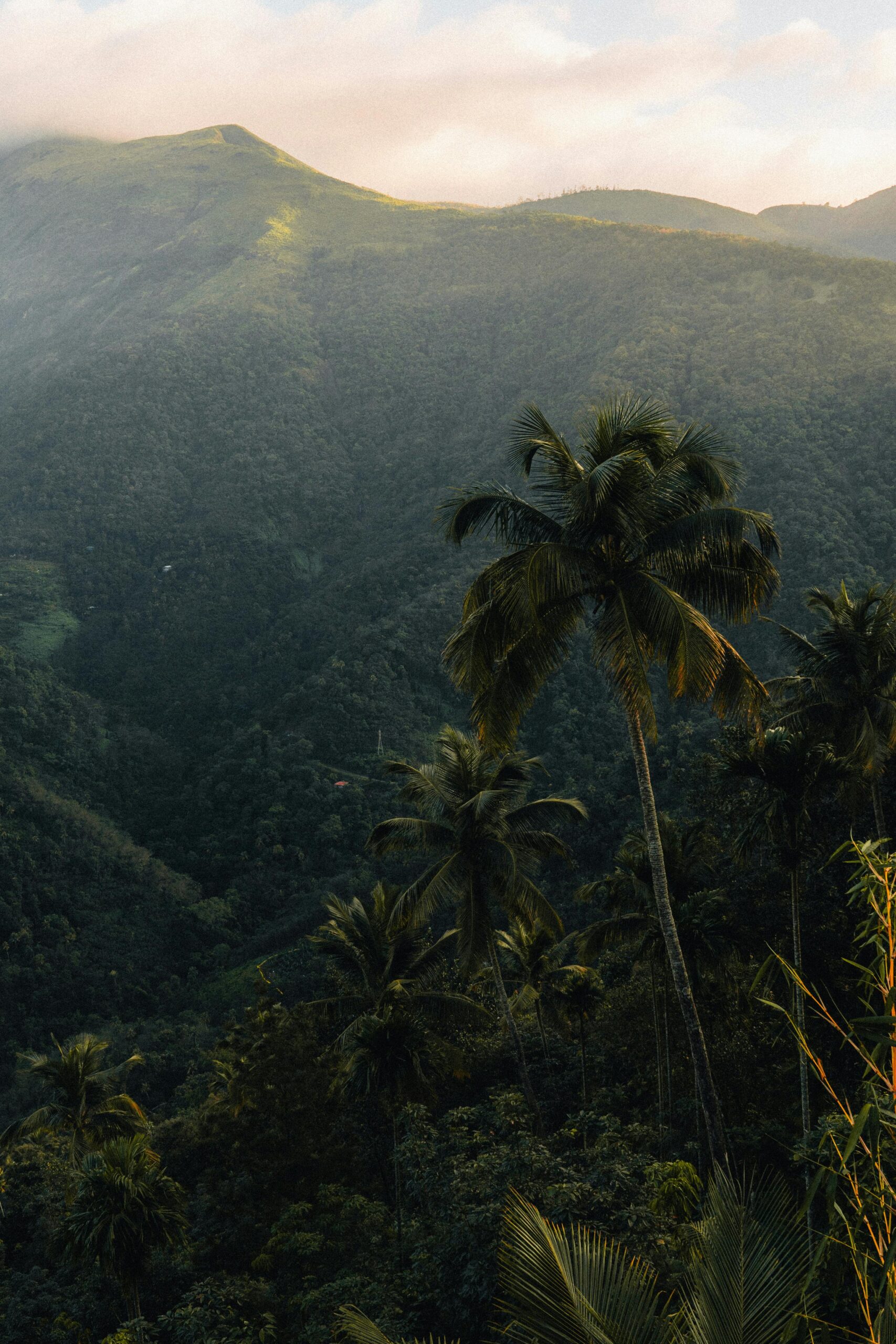 Serene view of lush jungle and tall palm trees in Kerala, India, showcasing natural beauty.